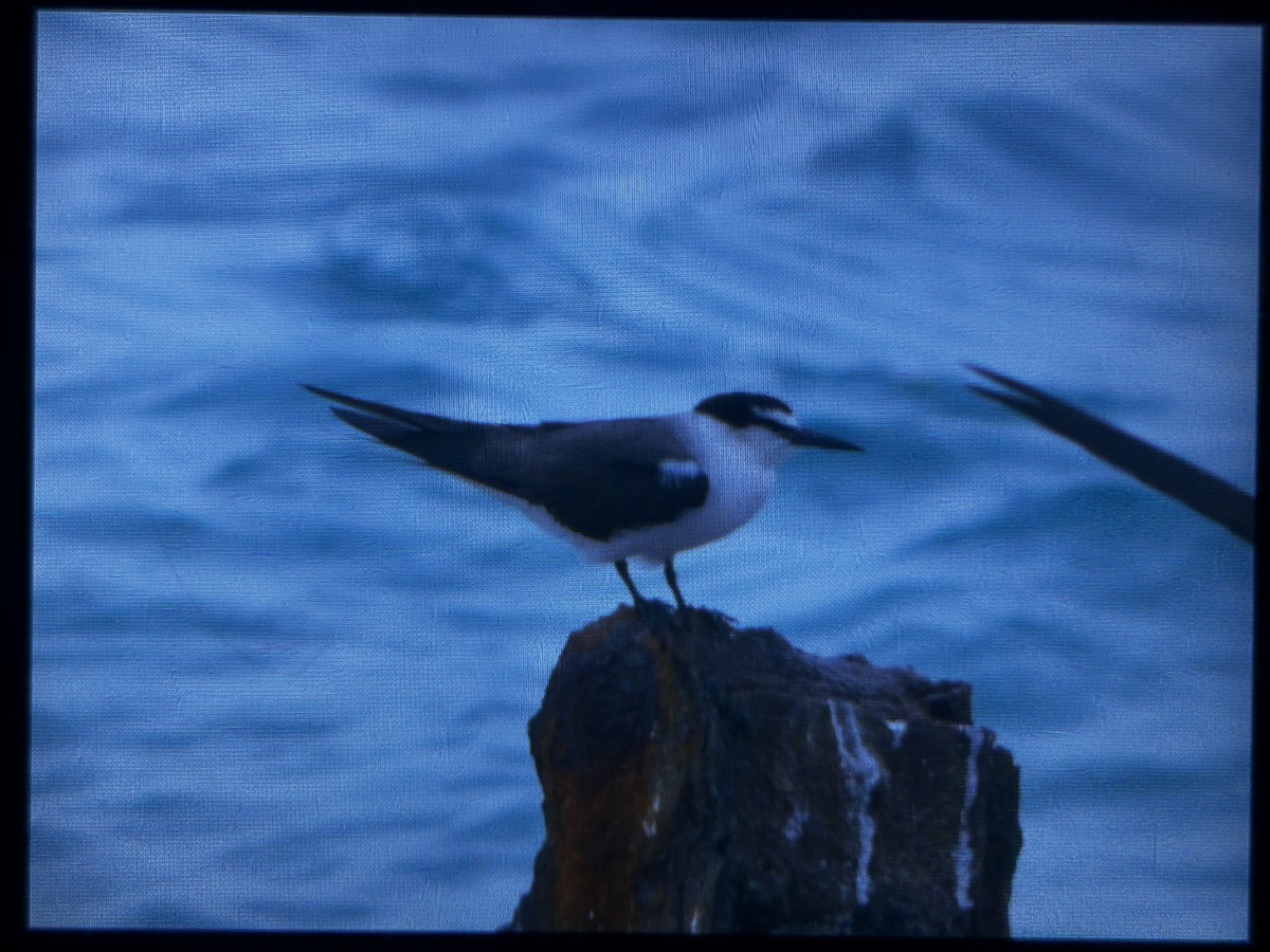 Bridled Tern - ML639301962