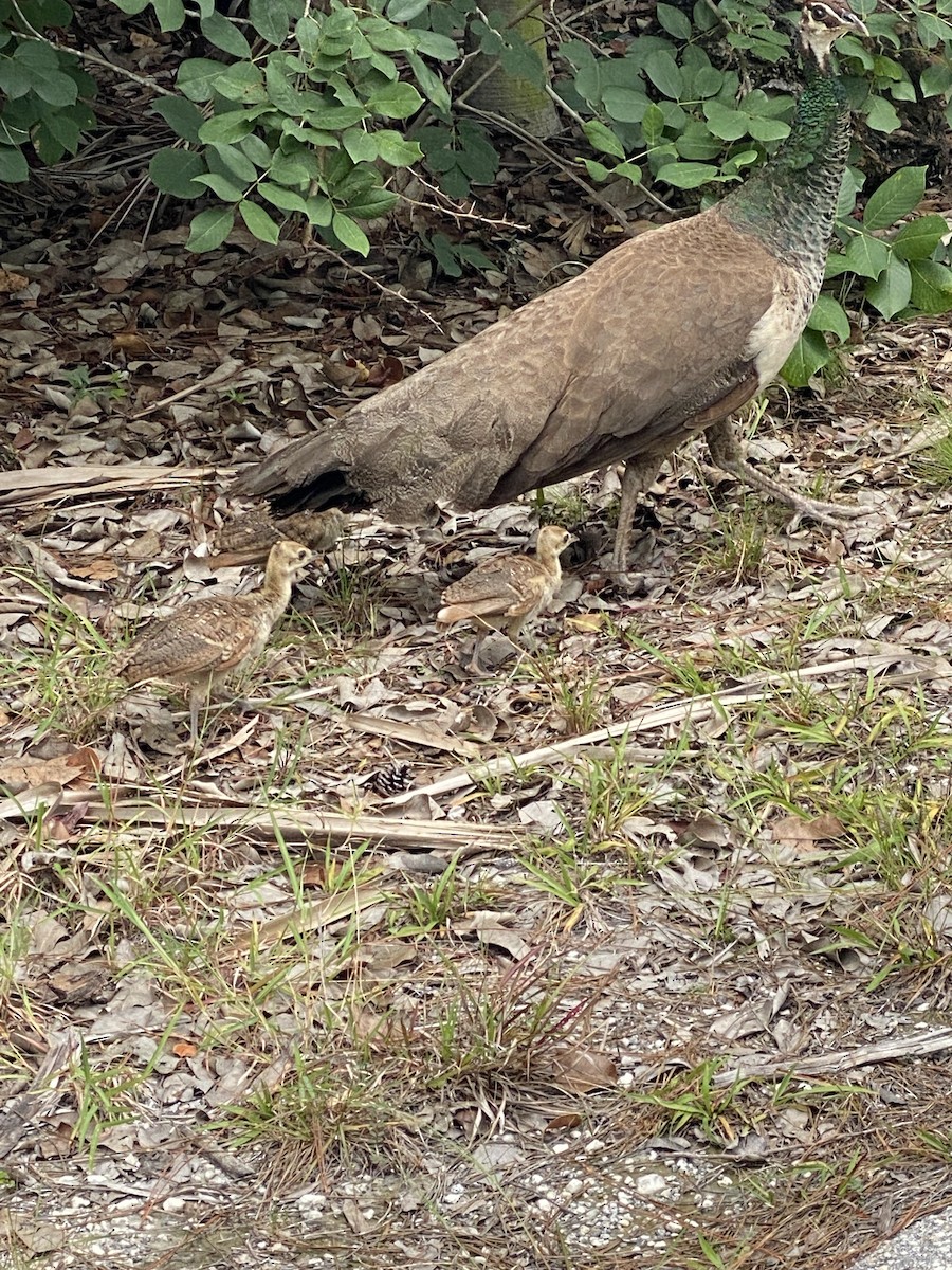 Indian Peafowl (Domestic type) - ML639301964