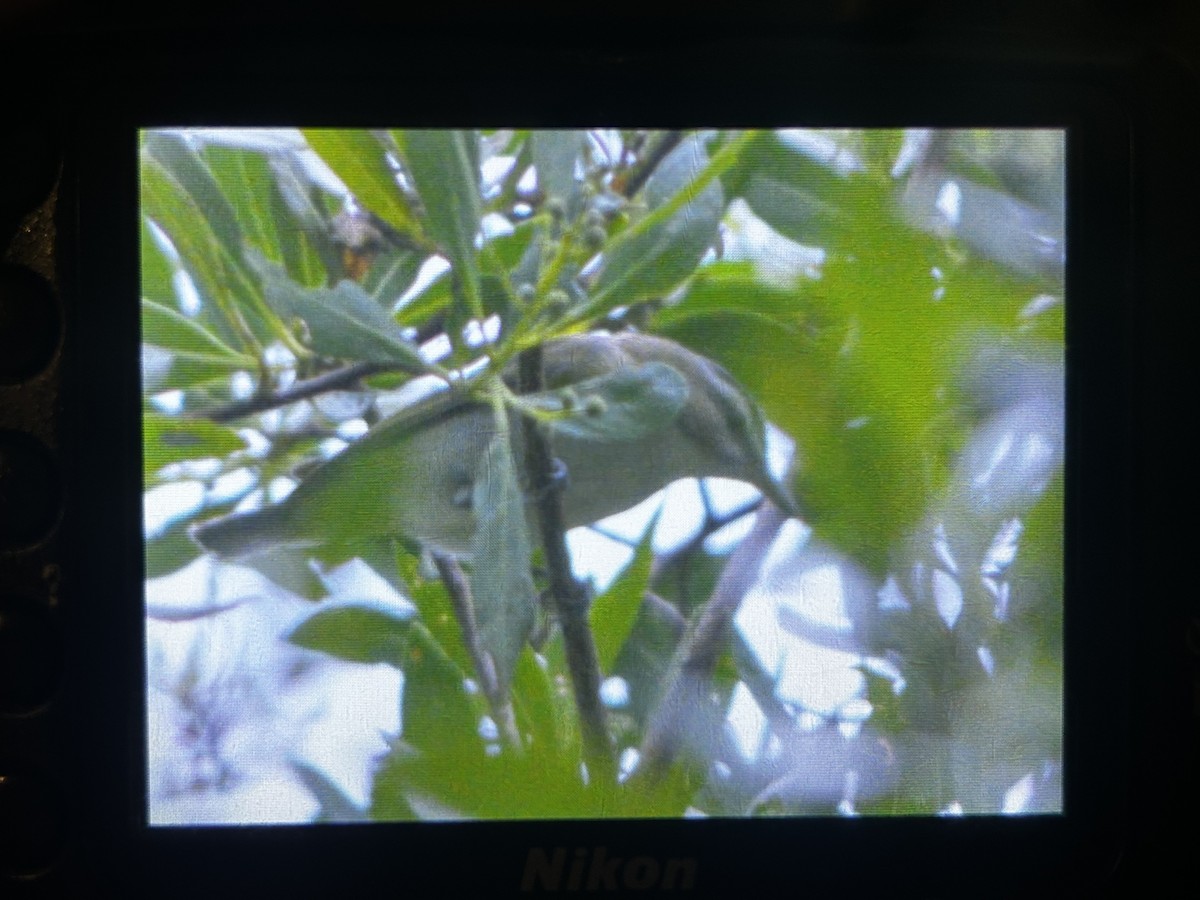 Black-whiskered Vireo - ML639301980