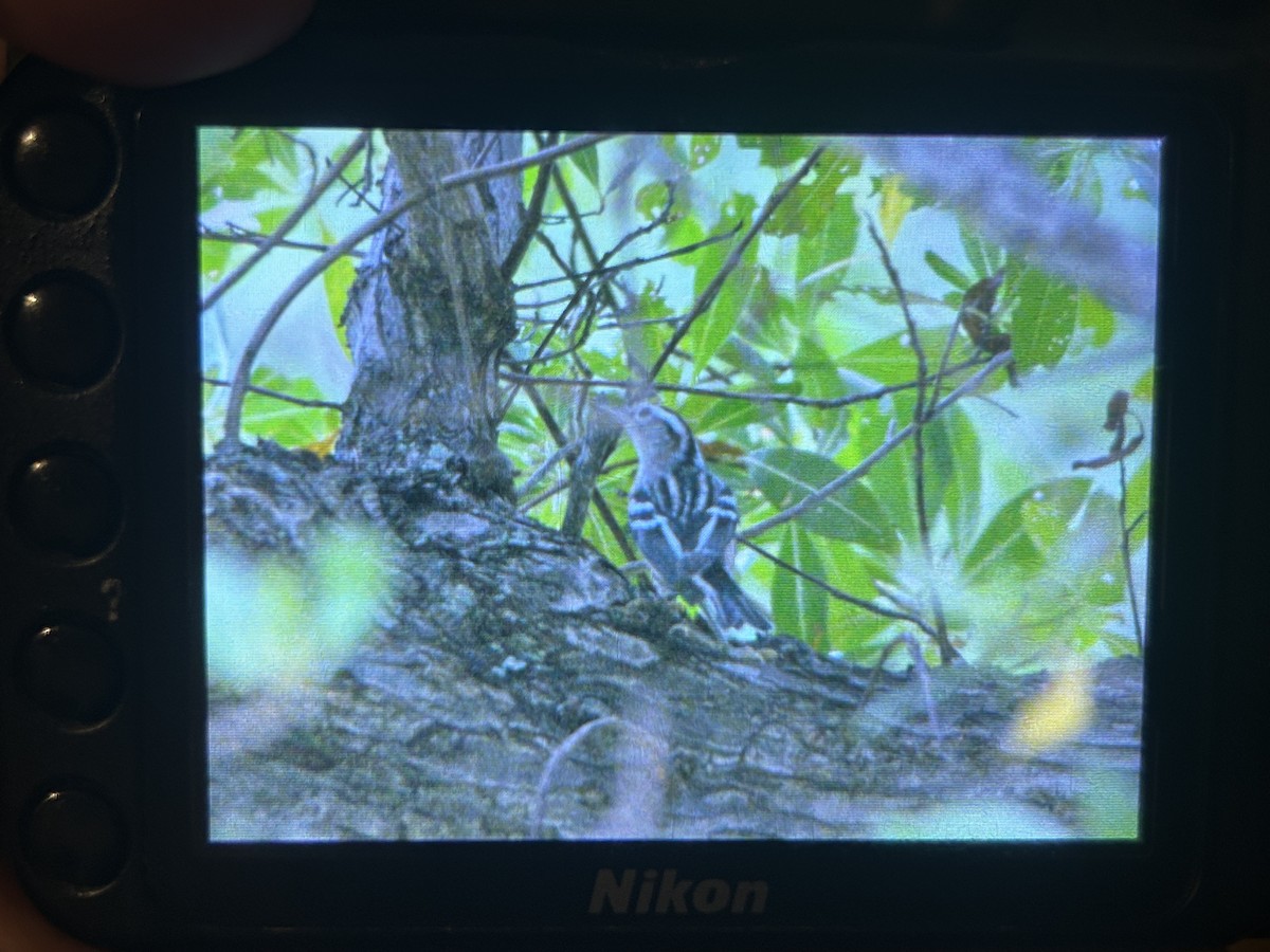 Black-and-white Warbler - ML639301981