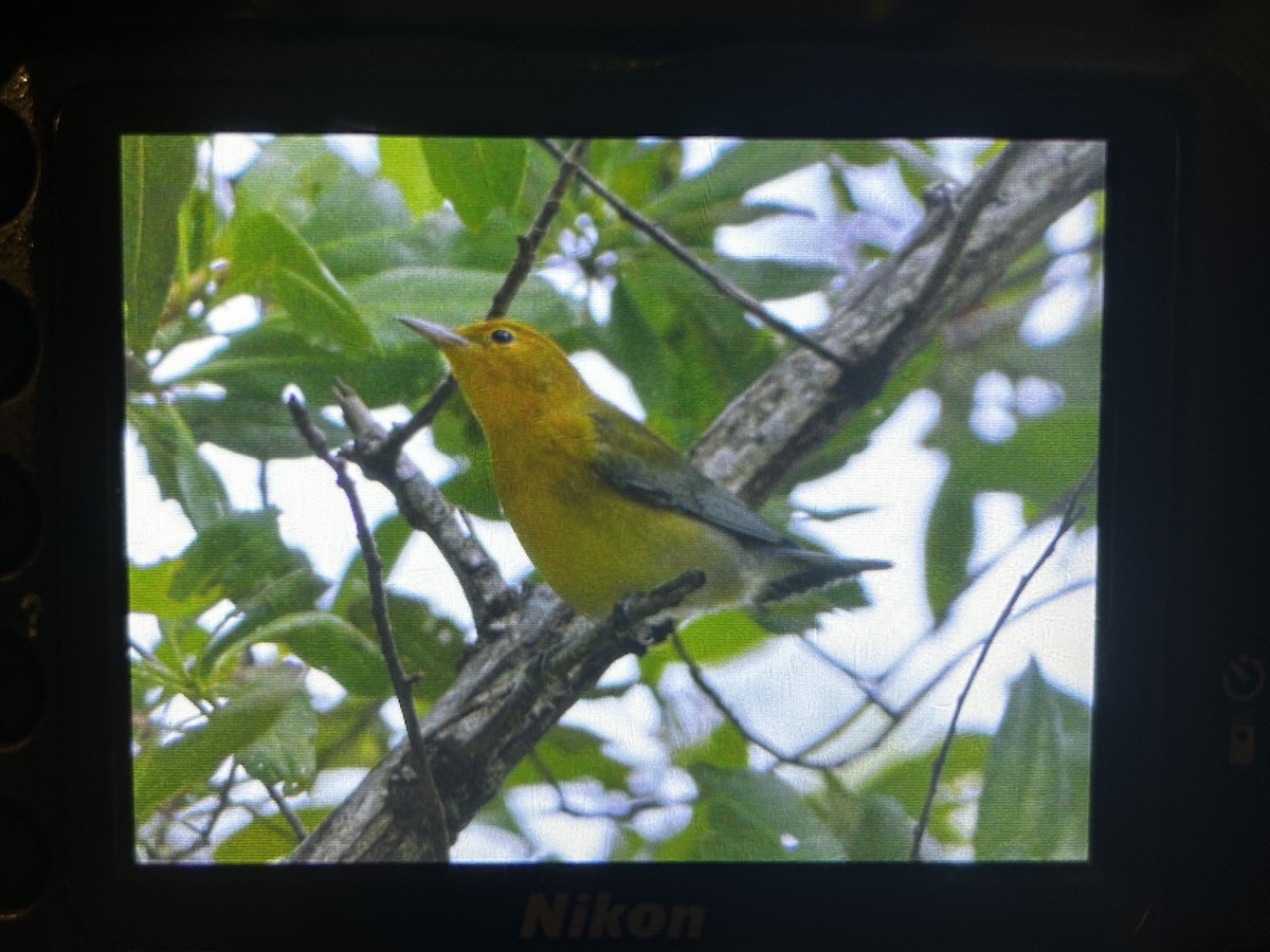 Prothonotary Warbler - ML639301983