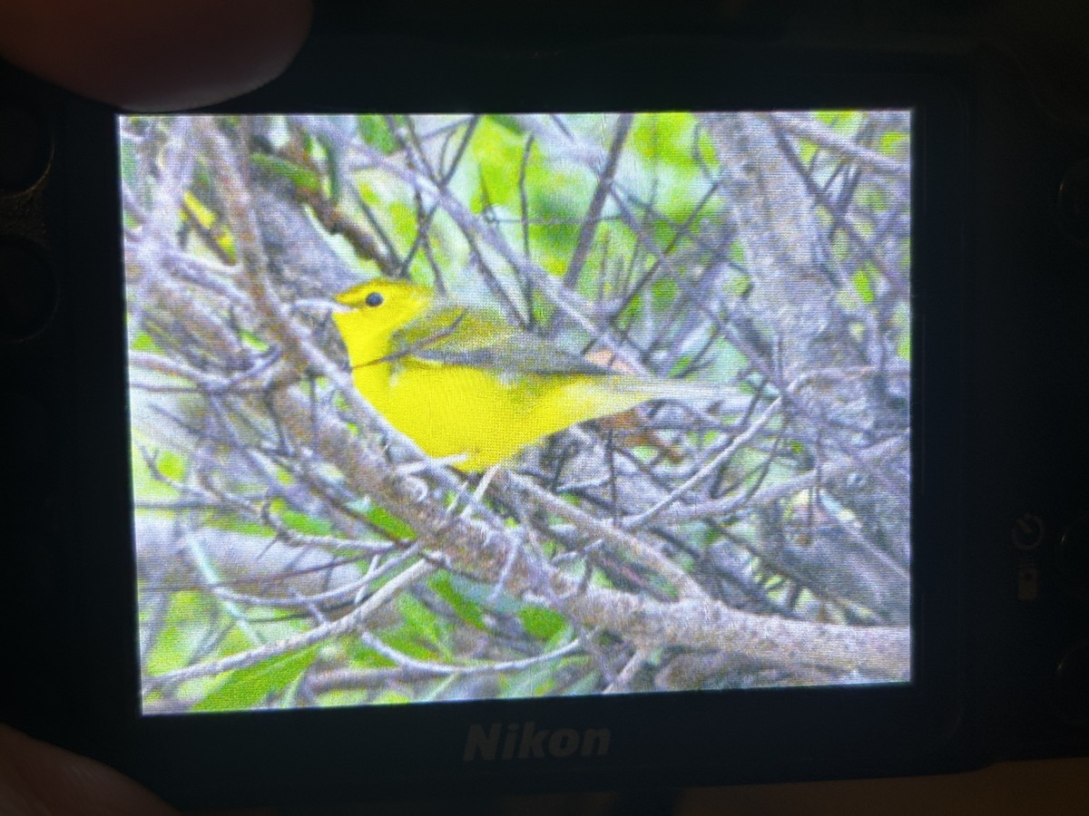 Hooded Warbler - ML639301984