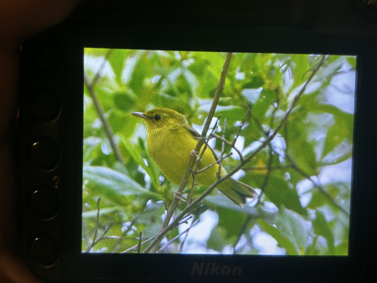 Hooded Warbler - ML639301985