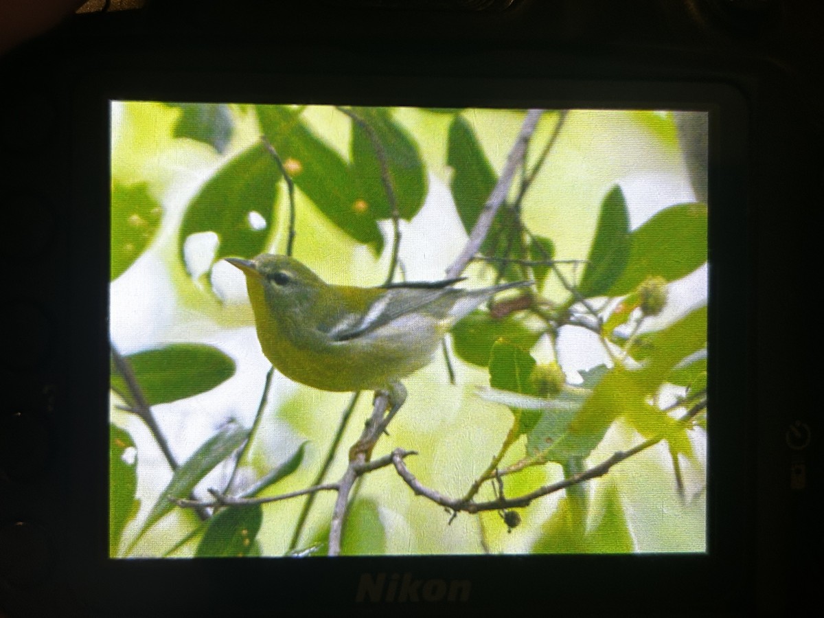Northern Parula - ML639301990