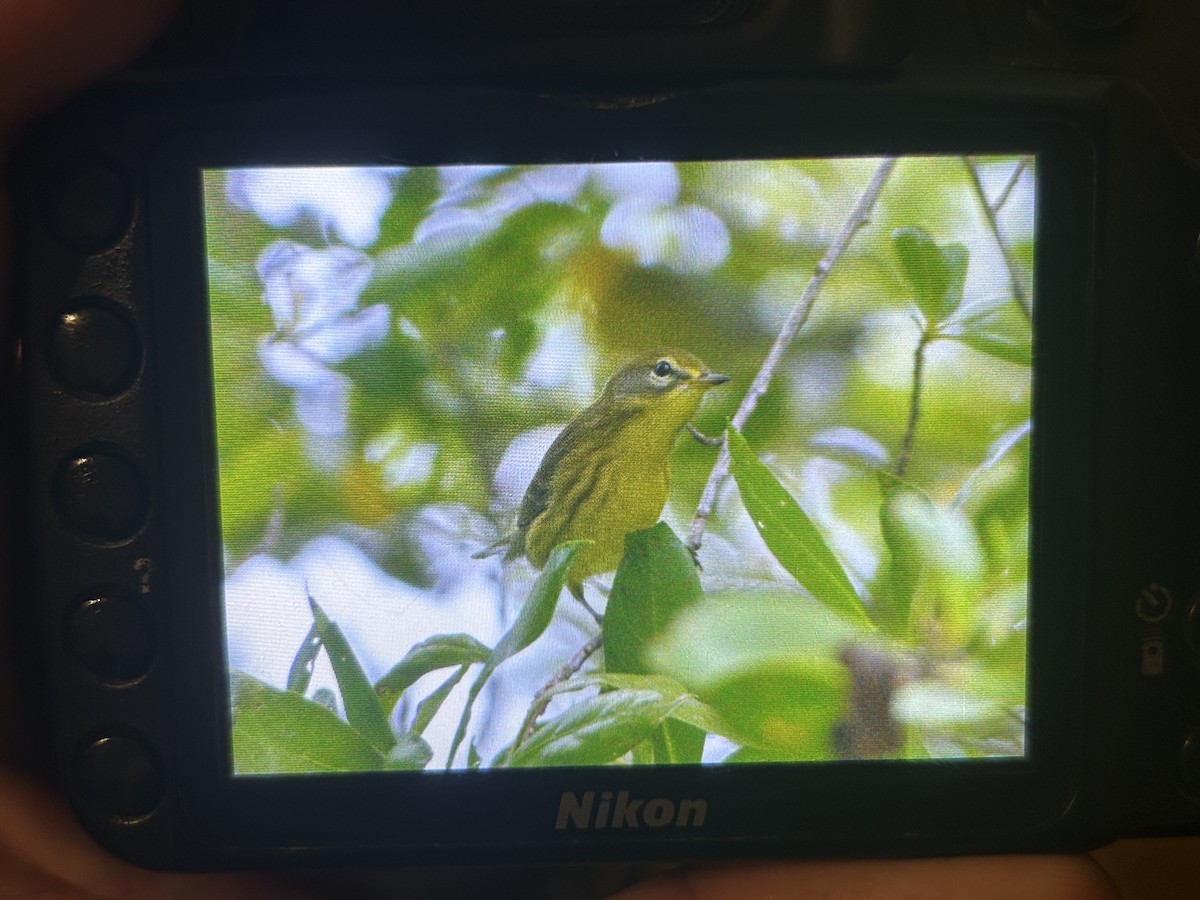 Prairie Warbler - ML639301996