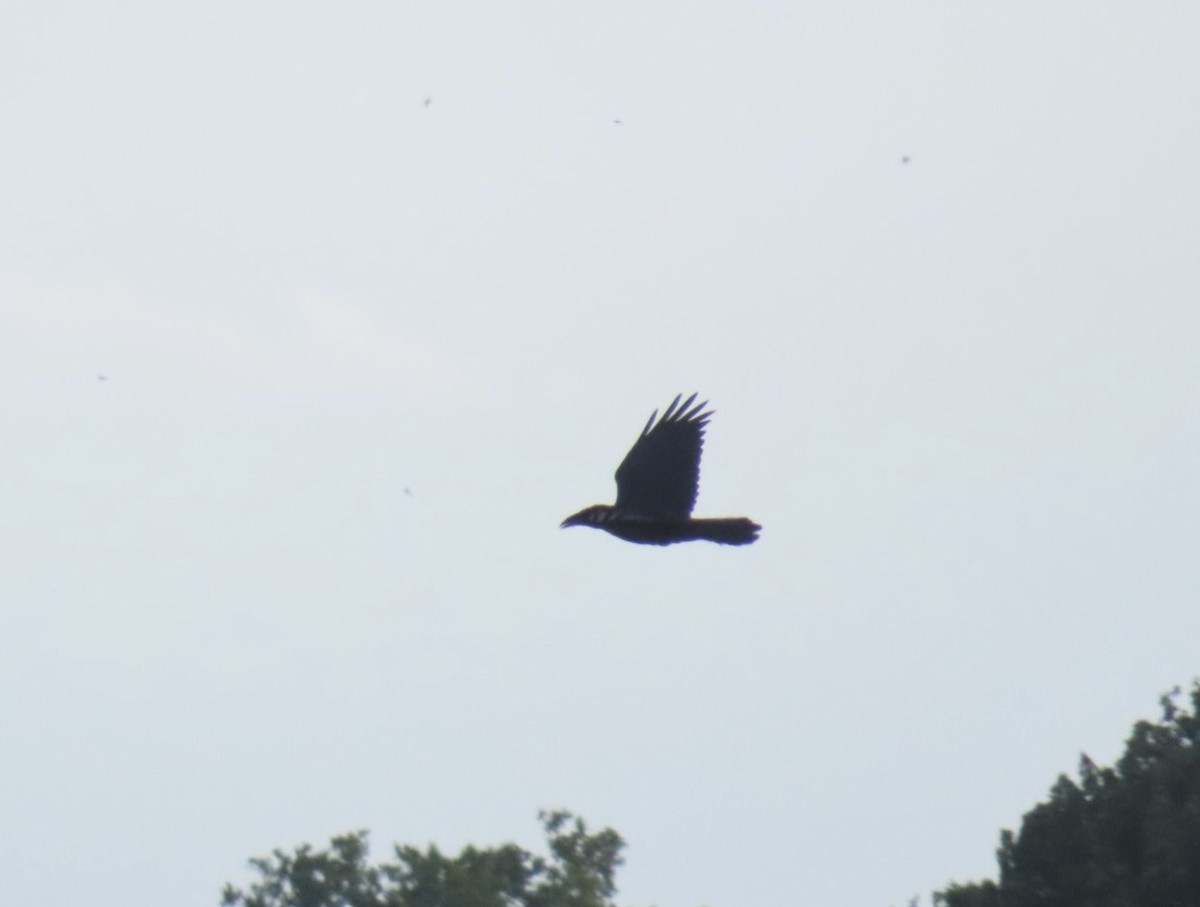 Grand Corbeau - ML639302040