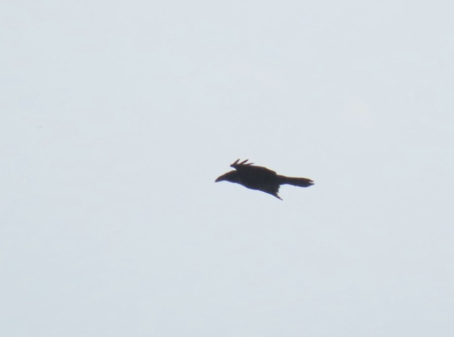 Grand Corbeau - ML639302042