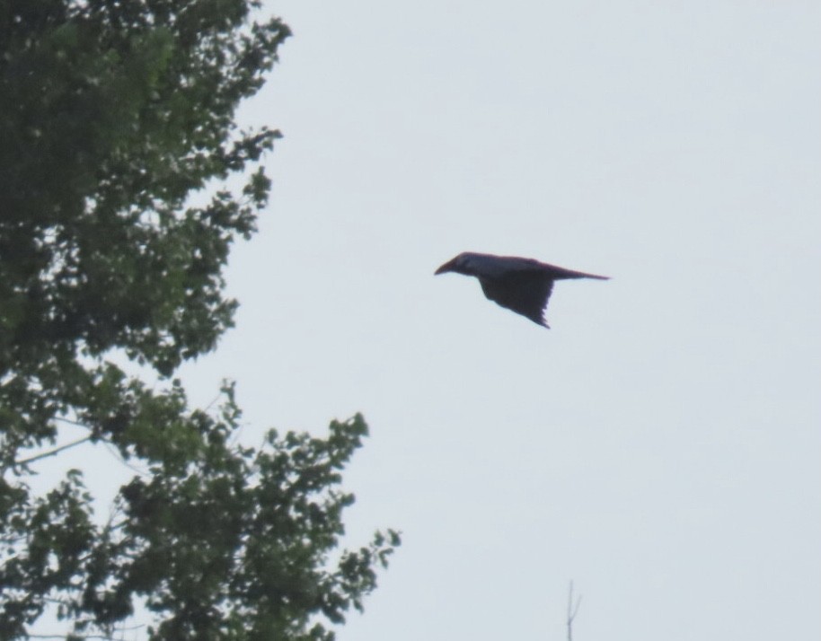 Grand Corbeau - ML639302044