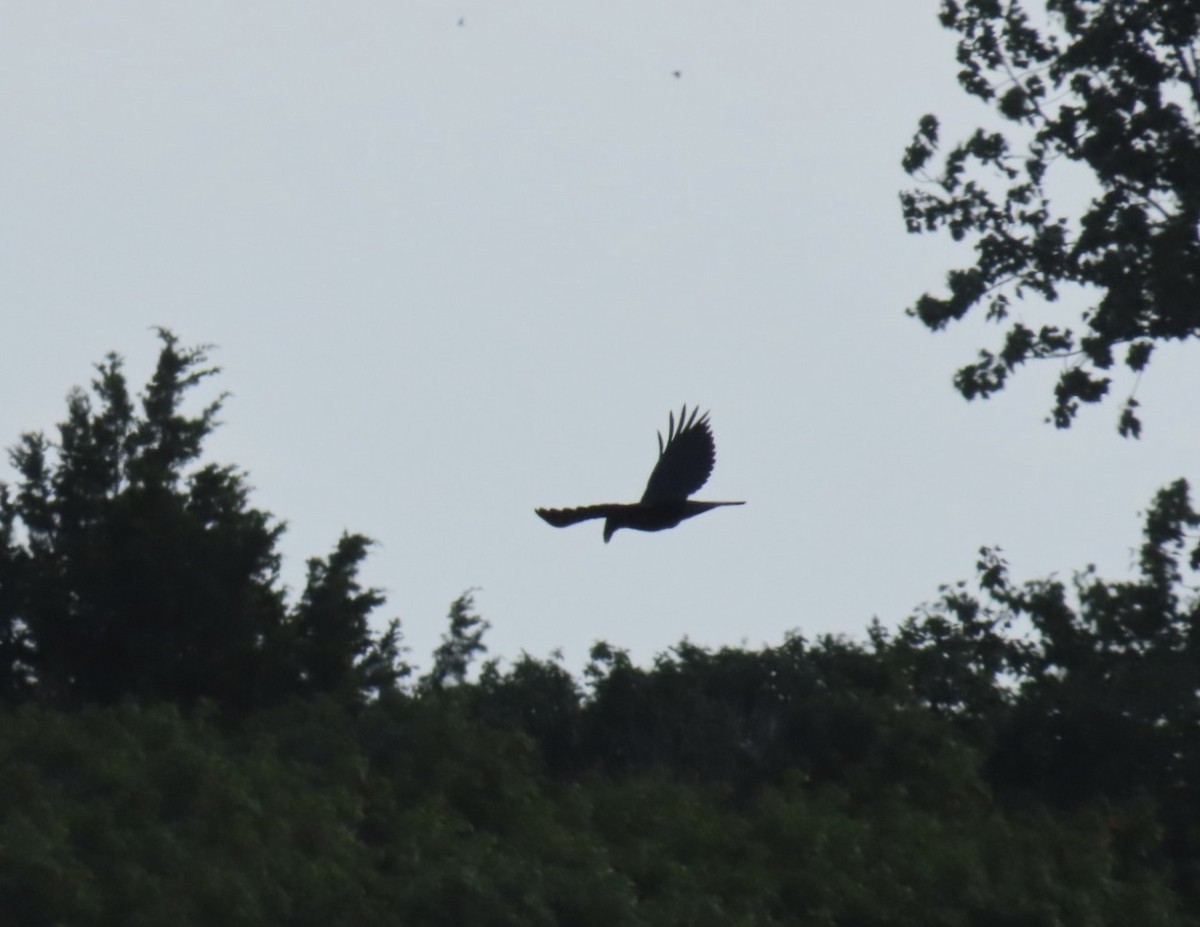 Grand Corbeau - ML639302045