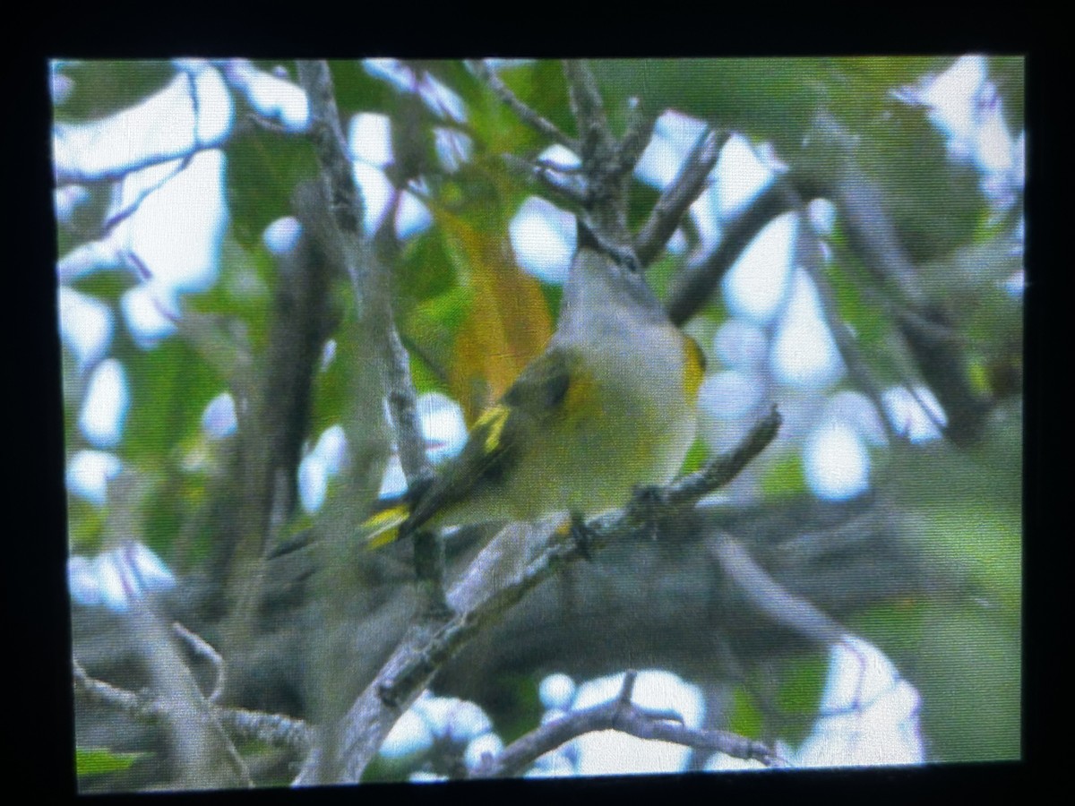 American Redstart - ML639302066
