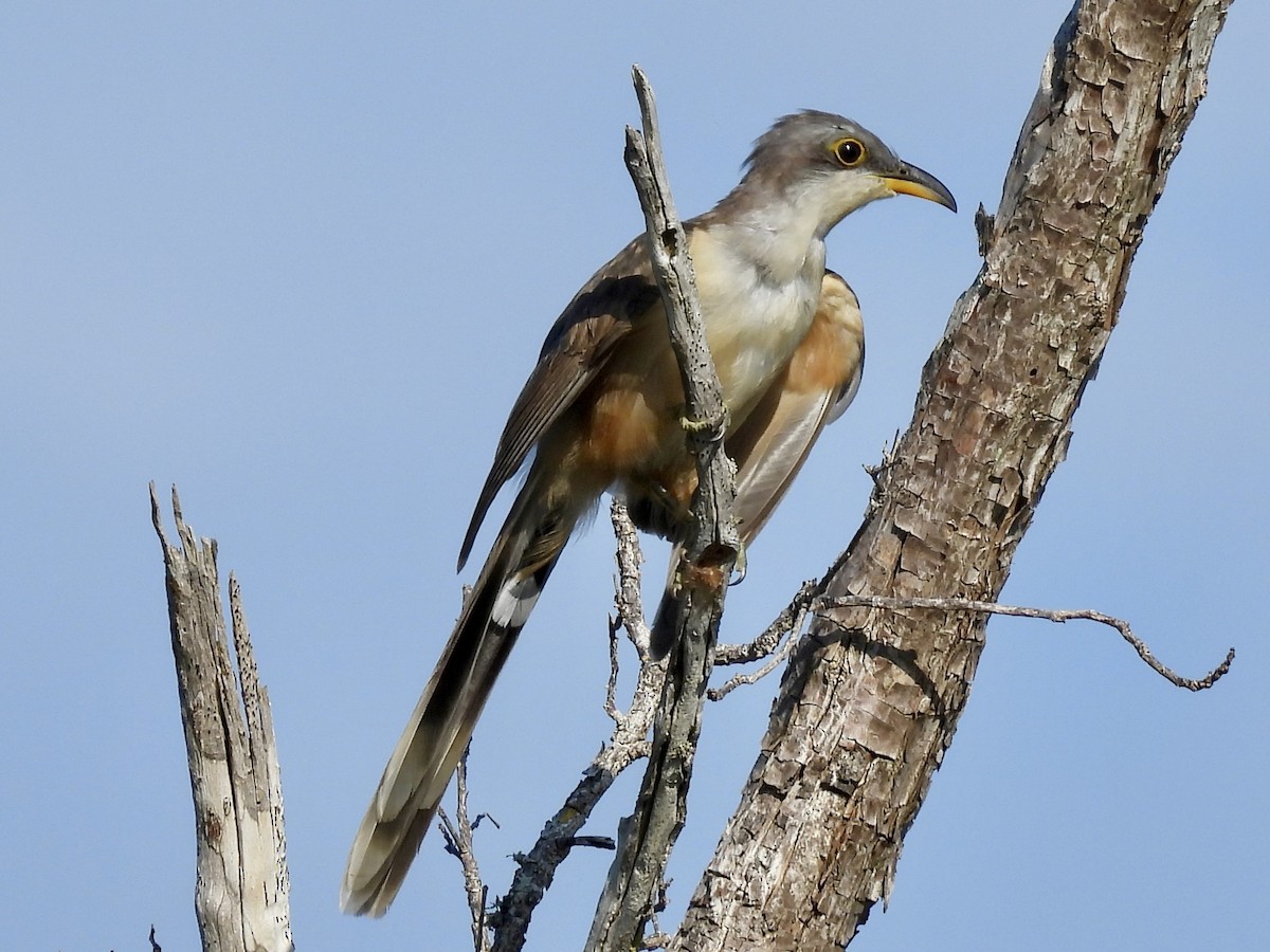 Mangrove Cuckoo - ML639302082