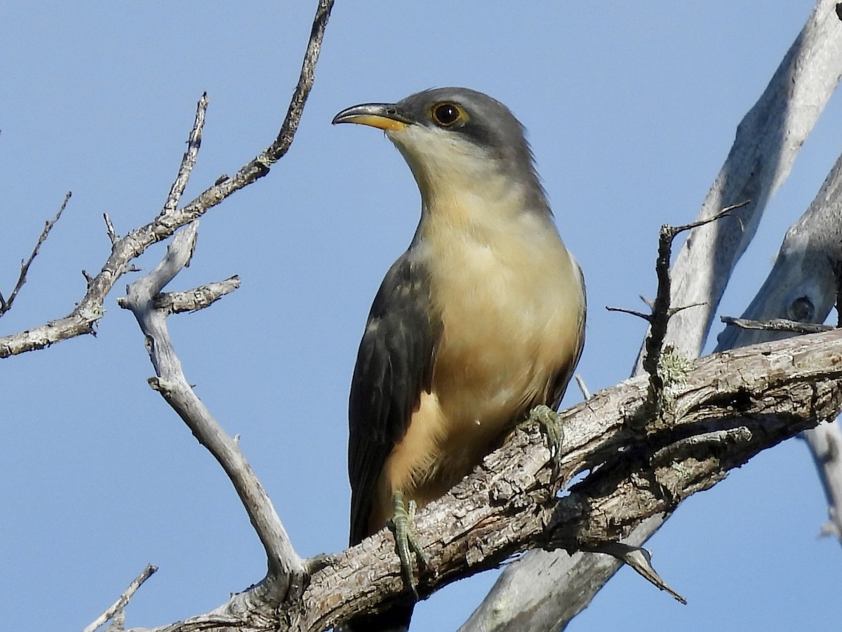 Mangrove Cuckoo - ML639302093