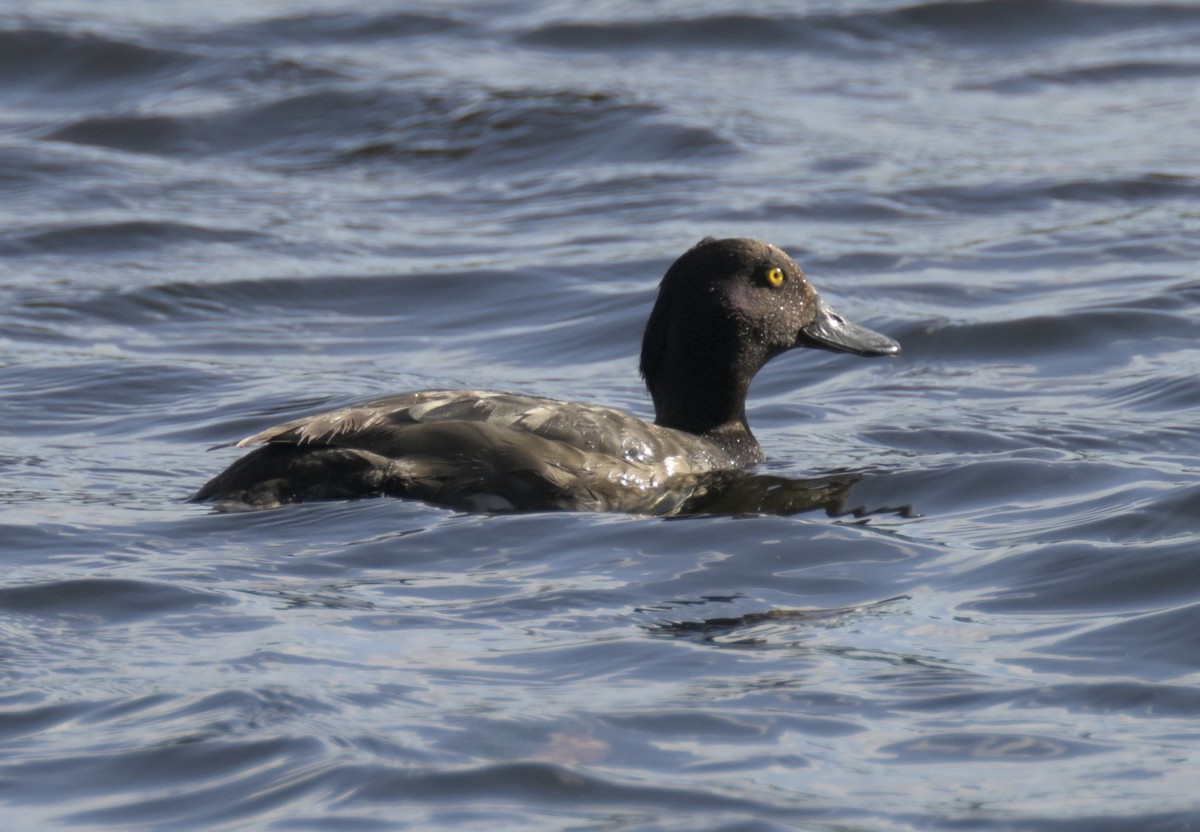 Tufted Duck - ML639302149