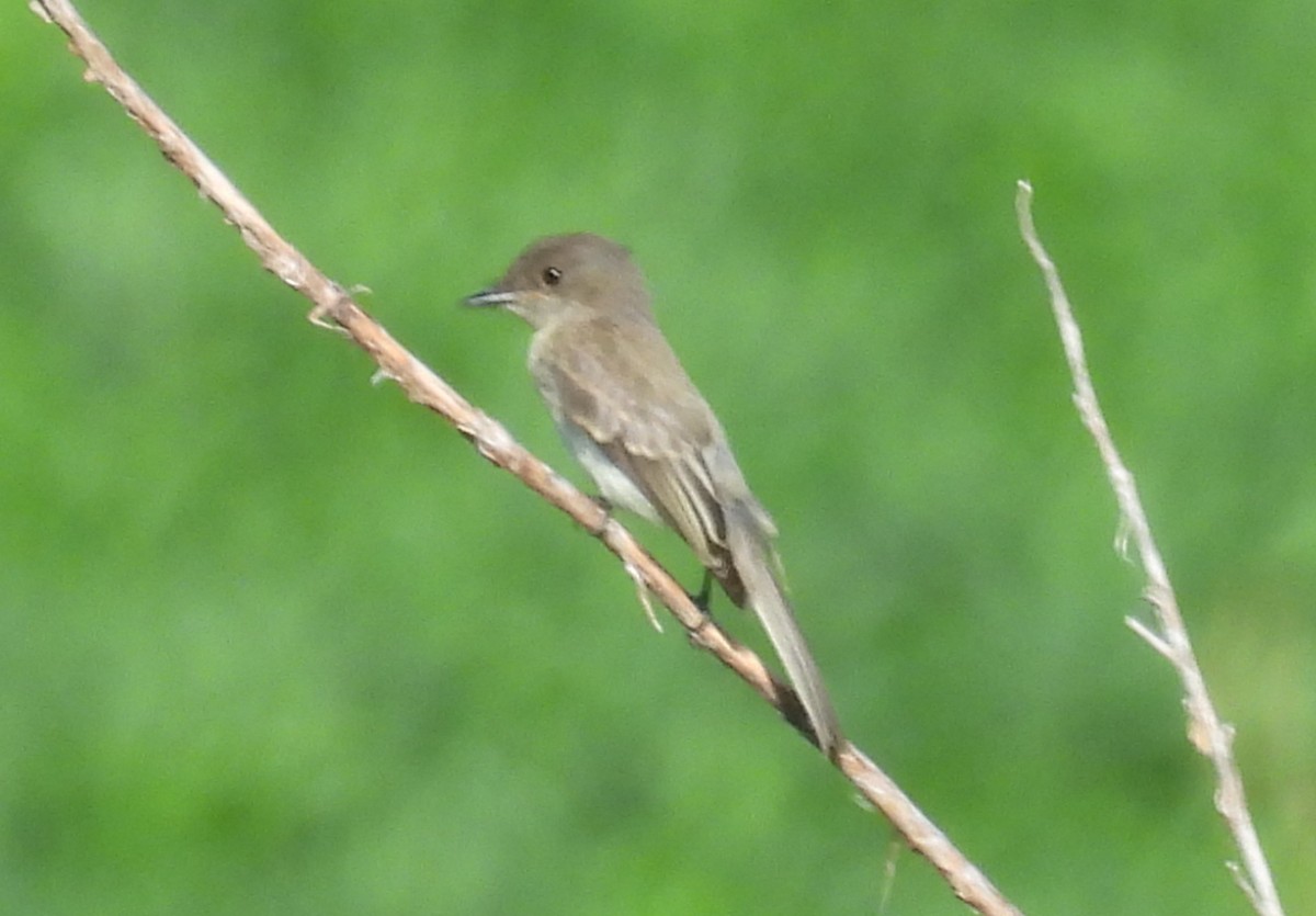 Eastern Phoebe - ML639302221