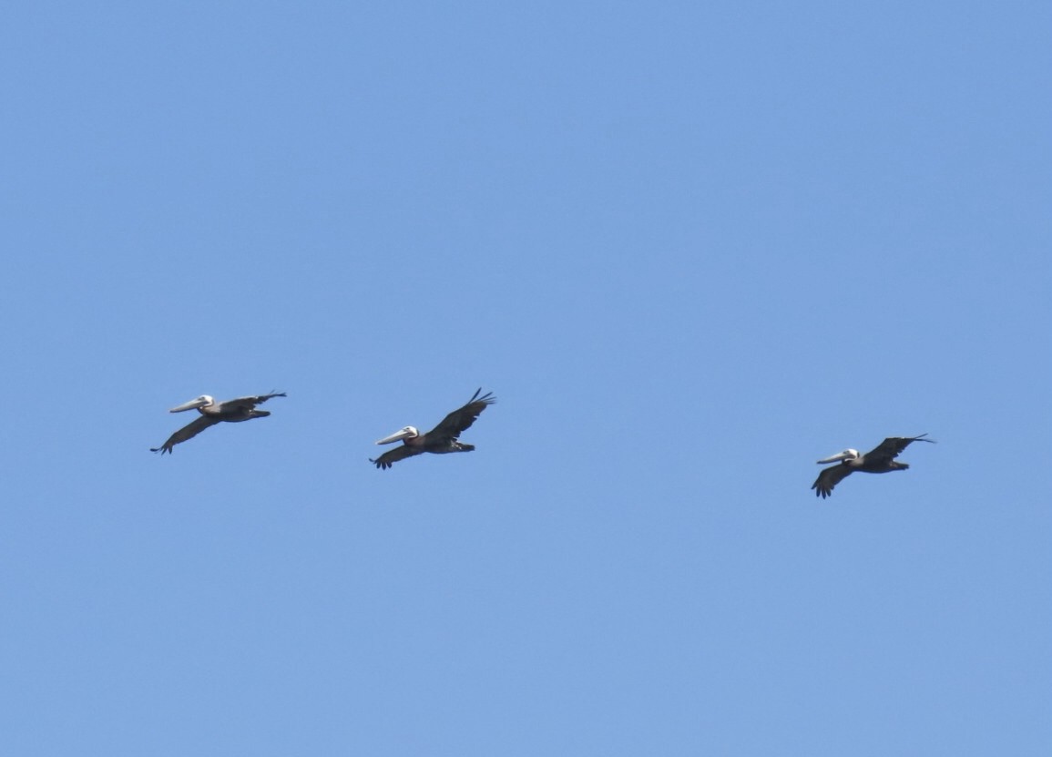 Brown Pelican (Atlantic) - ML639302271