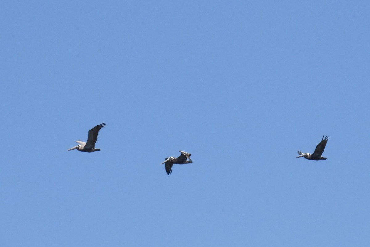 Brown Pelican (Atlantic) - ML639302275