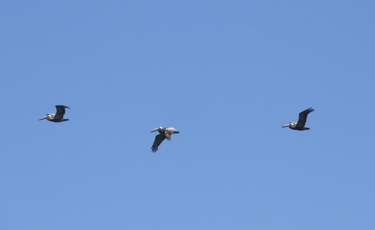 Brown Pelican (Atlantic) - ML639302276