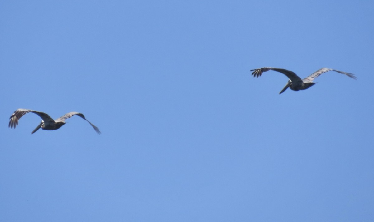 Brown Pelican (Atlantic) - ML639302281