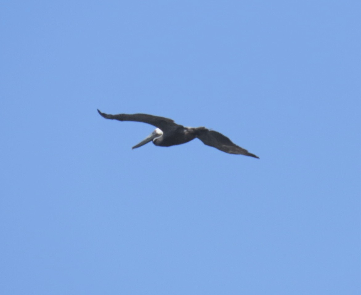 Brown Pelican (Atlantic) - ML639302297
