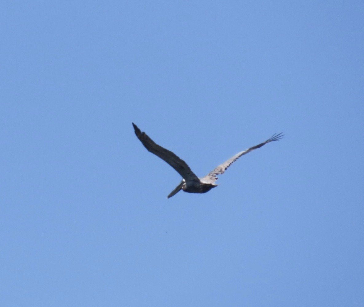 Brown Pelican (Atlantic) - ML639302298