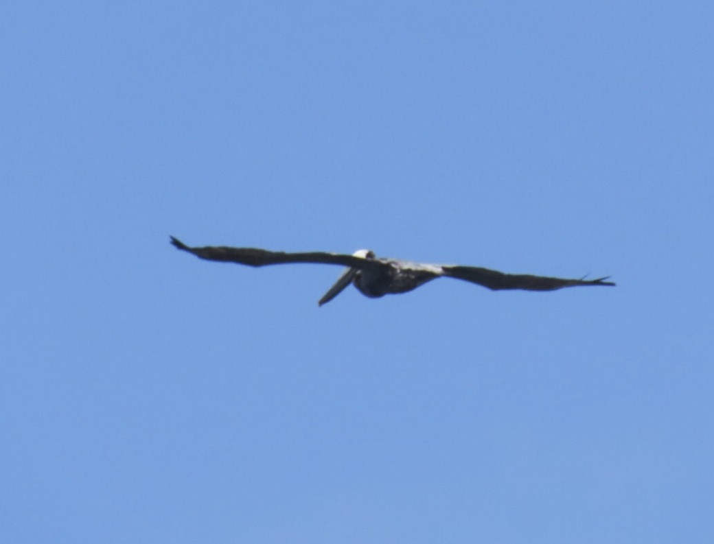 Brown Pelican (Atlantic) - ML639302299