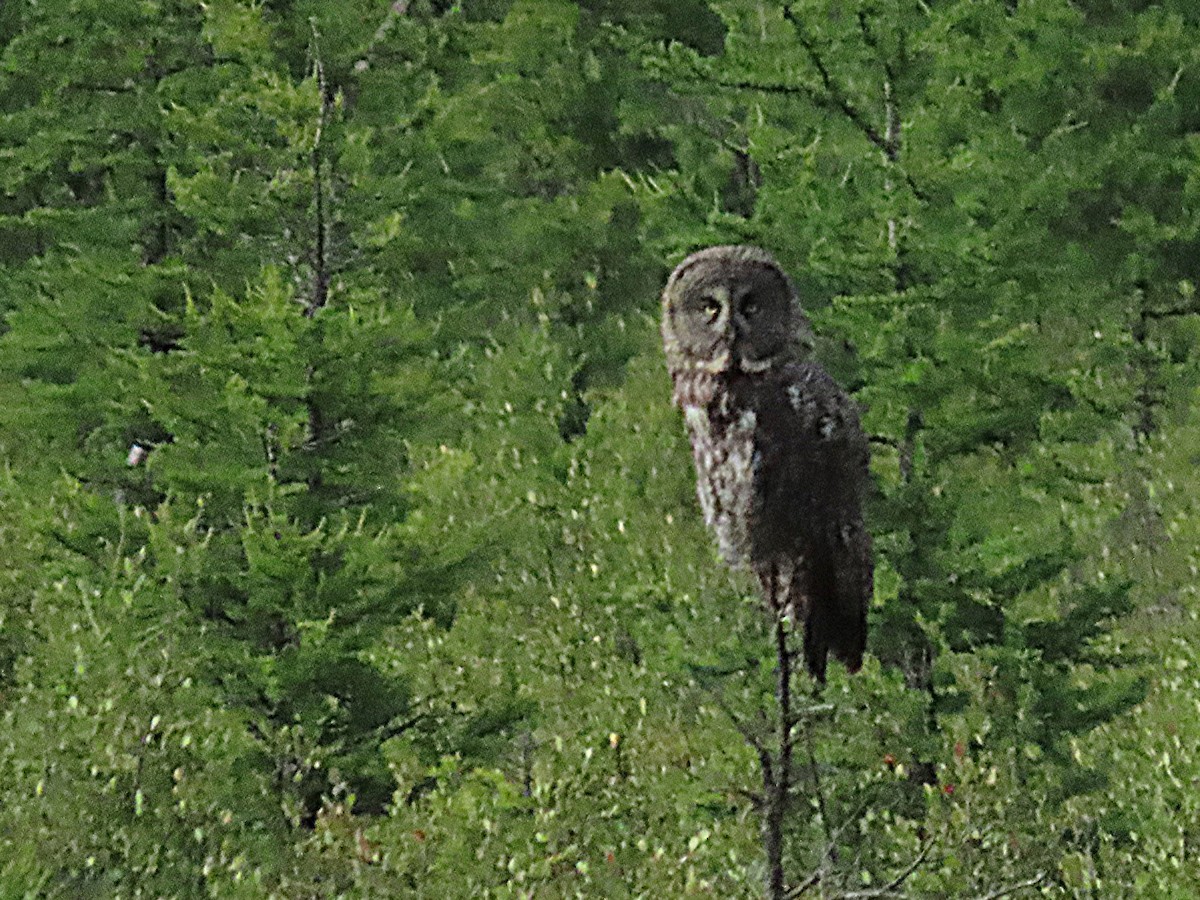 Great Gray Owl - ML639302341
