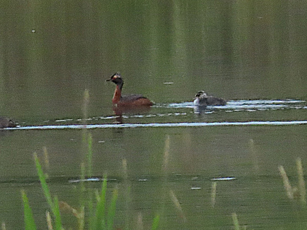 Horned Grebe - ML639302377