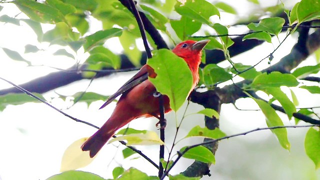 Summer Tanager - ML639302403