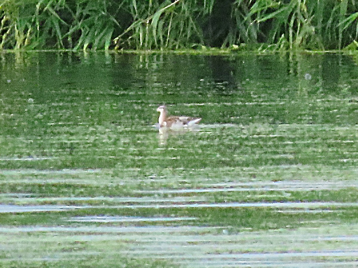 Wilson's Phalarope - ML639302406