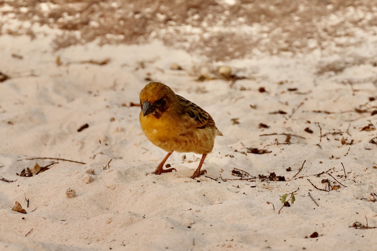 Bob-tailed Weaver - ML639302587