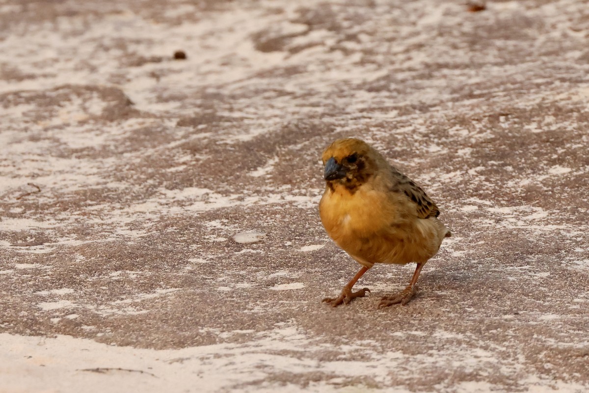 Bob-tailed Weaver - ML639302588