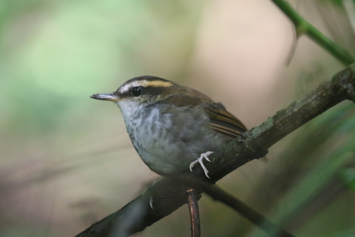 Bornean Stubtail - ML639302621