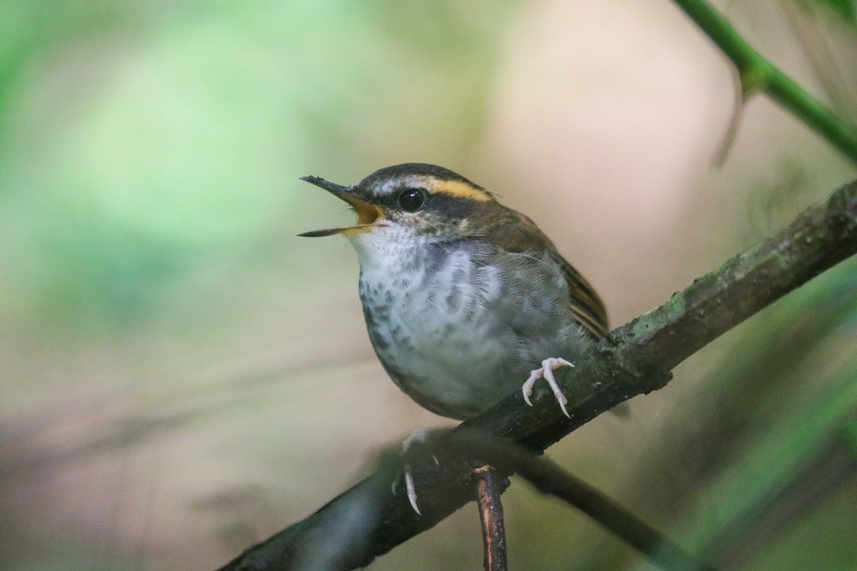 Bornean Stubtail - ML639302623