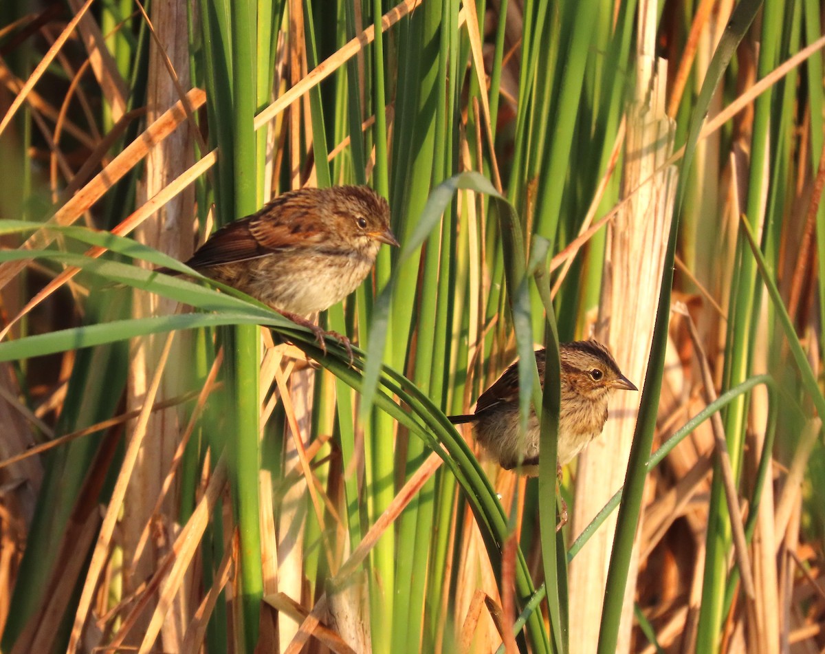 Swamp Sparrow - ML639302663