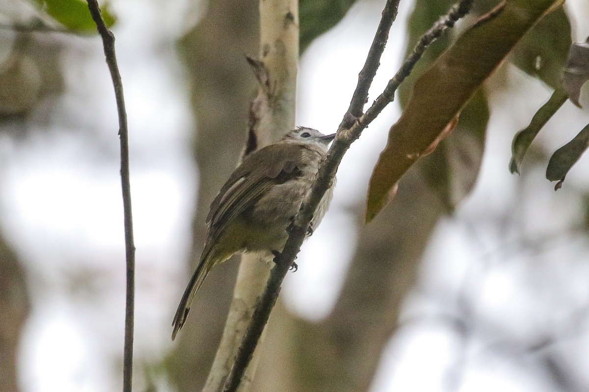 Bulbul à face pâle - ML639302699