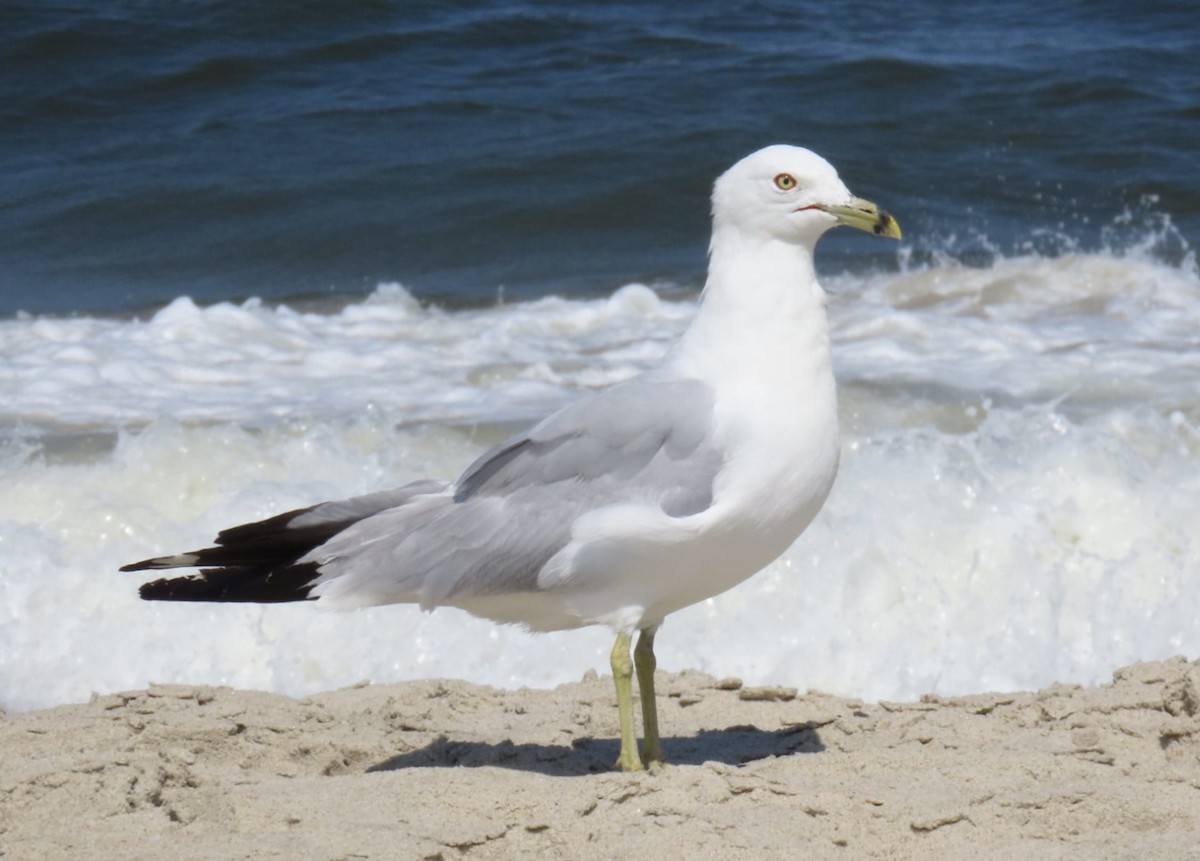 Ring-billed Gull - ML639302796