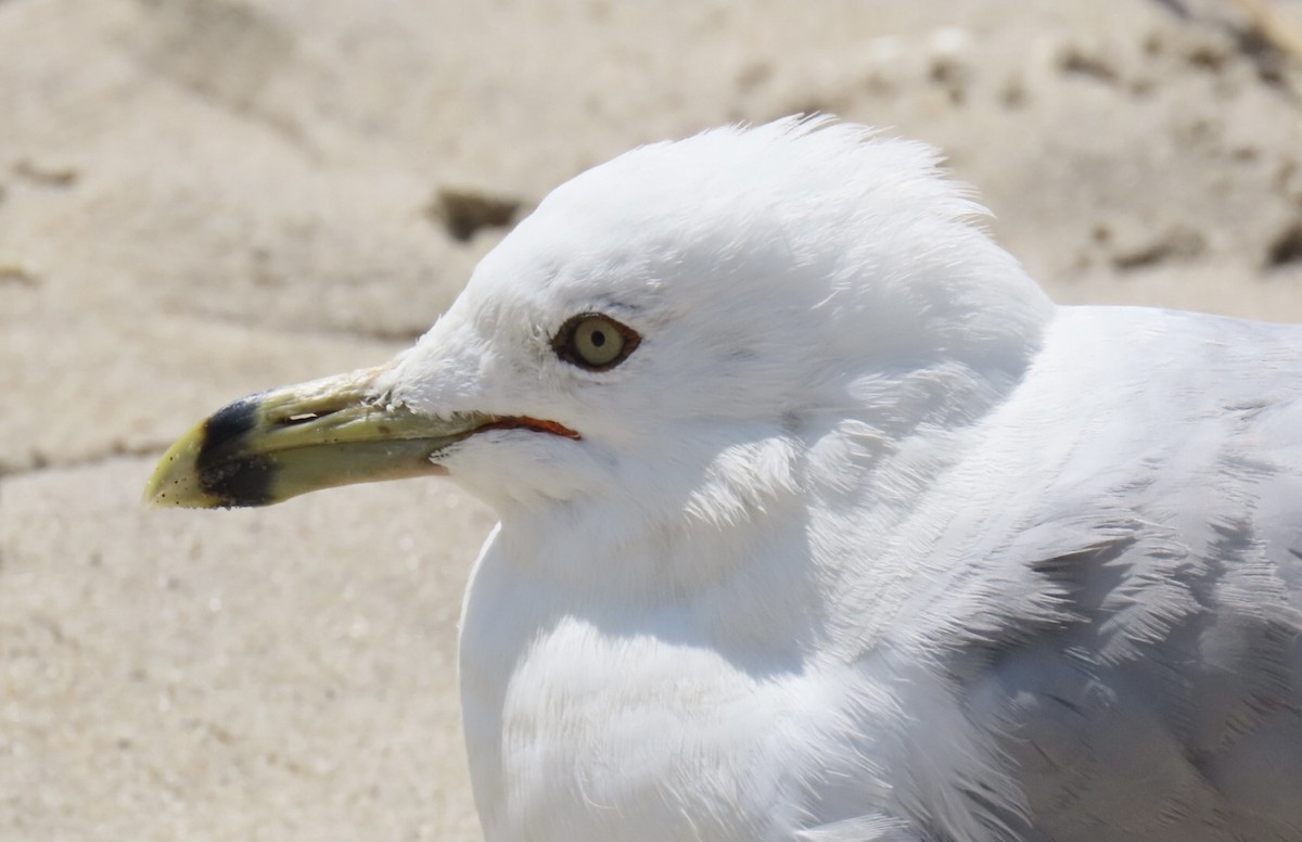 Ring-billed Gull - ML639302808