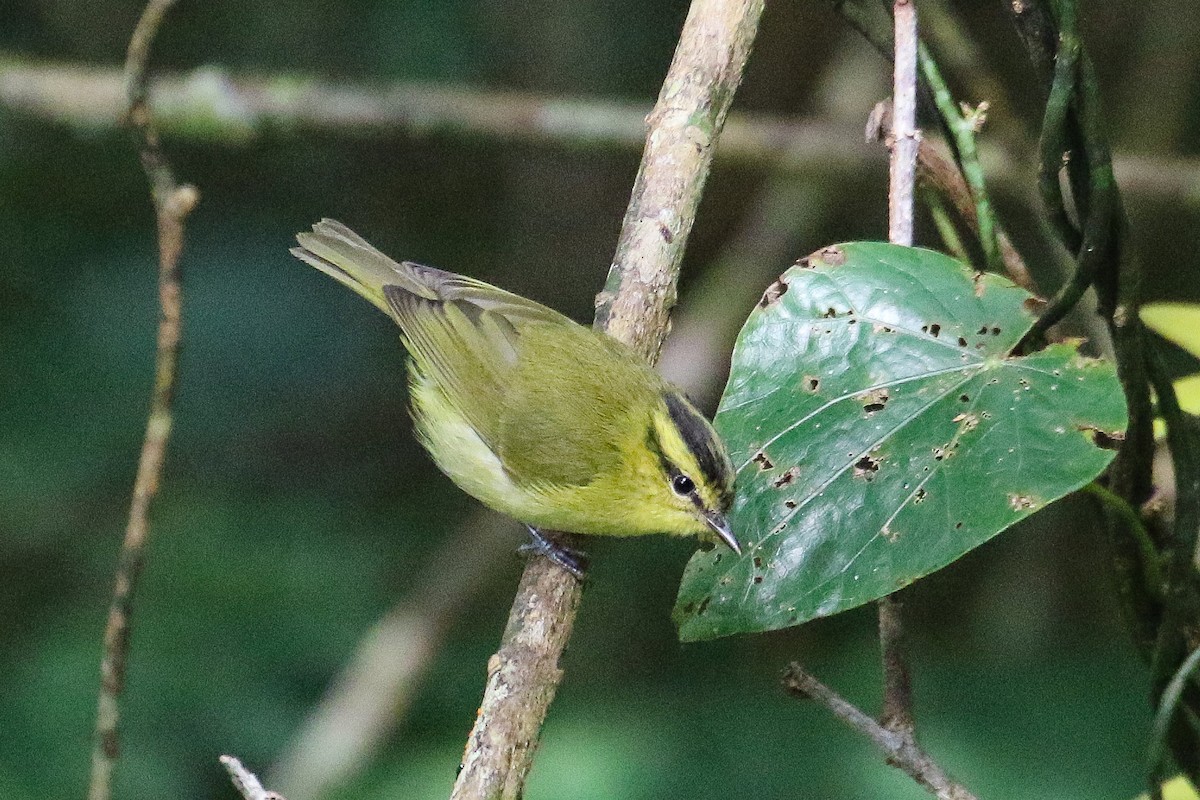 Mountain Leaf Warbler - ML639302813