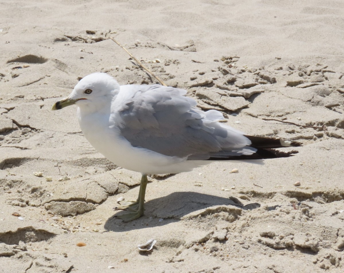 Ring-billed Gull - ML639302841