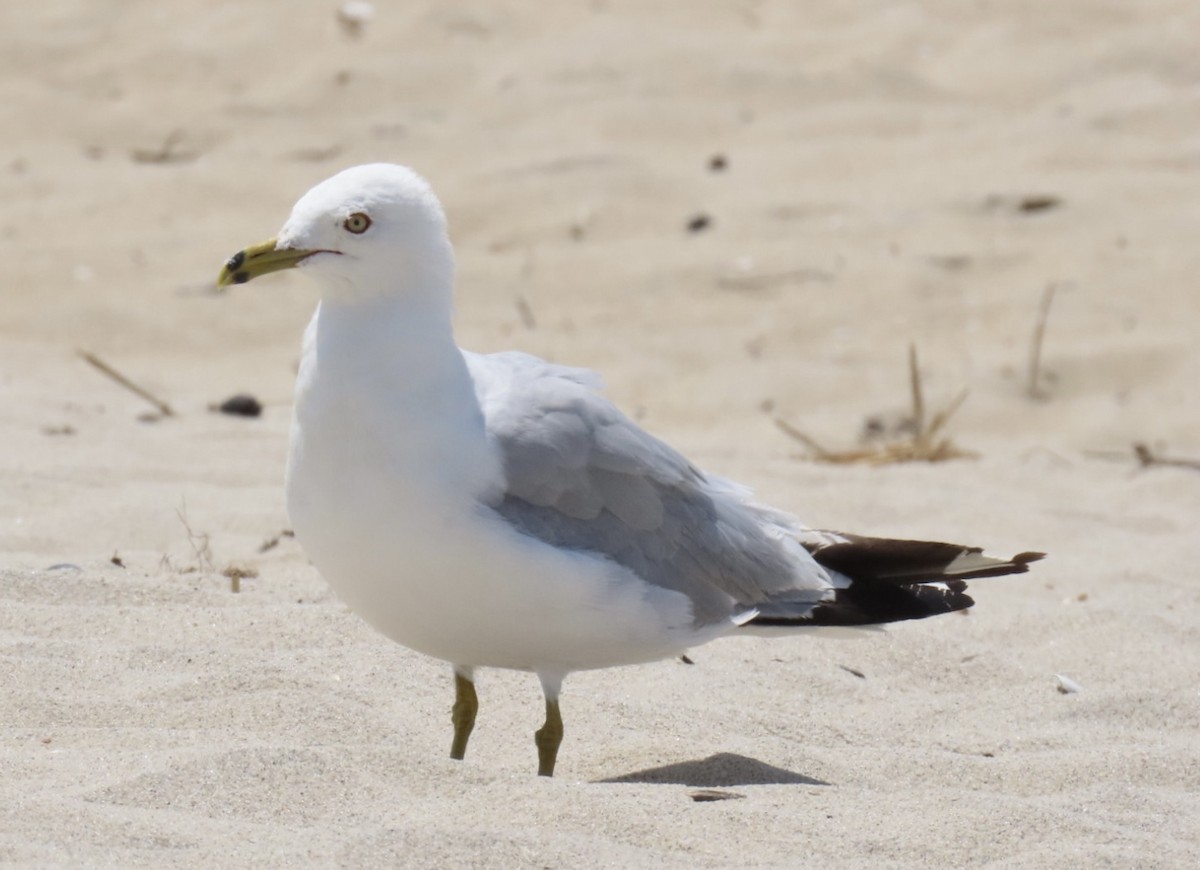 Ring-billed Gull - ML639302842