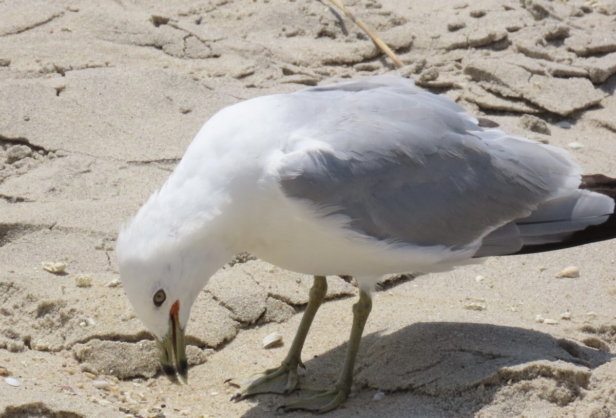 Ring-billed Gull - ML639302852