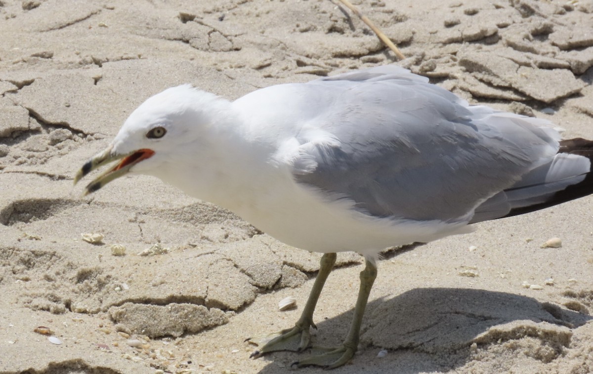 Ring-billed Gull - ML639302853