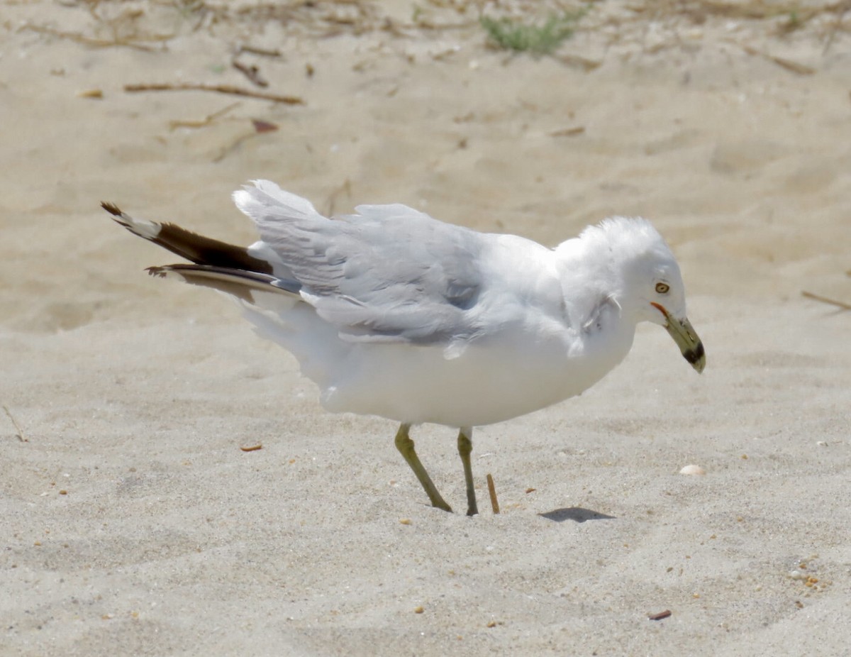 Ring-billed Gull - ML639302870
