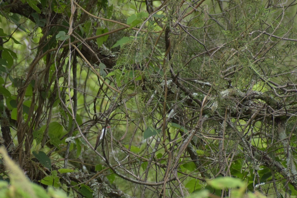 Green-fronted Hummingbird - ML639302888