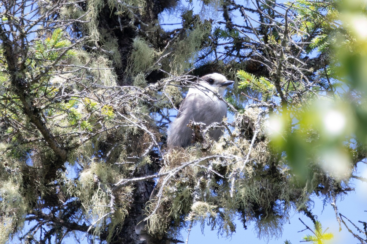 Canada Jay - ML639302894