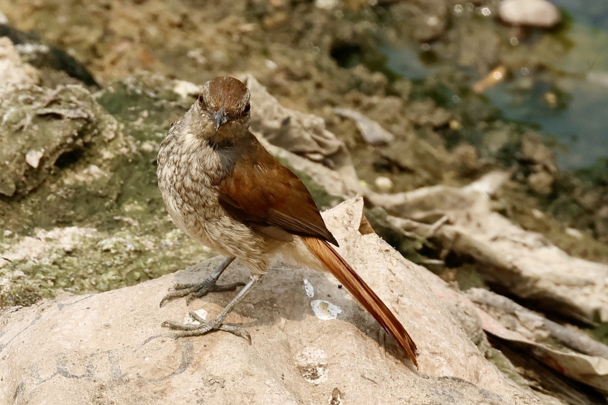 Rufous-tailed Palm-Thrush - ML639303001