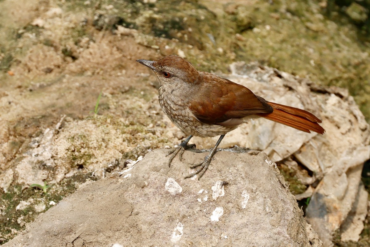 Rufous-tailed Palm-Thrush - ML639303002