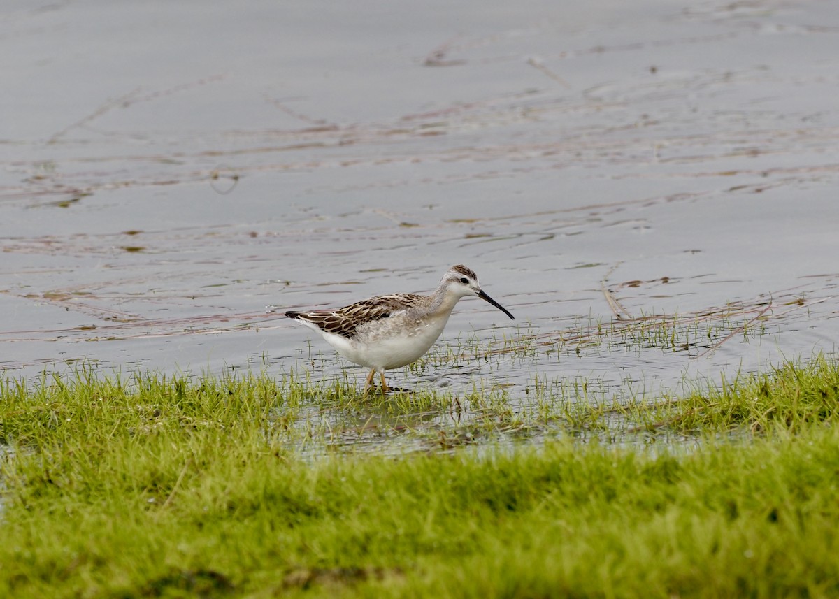 Wilson's Phalarope - ML639303006