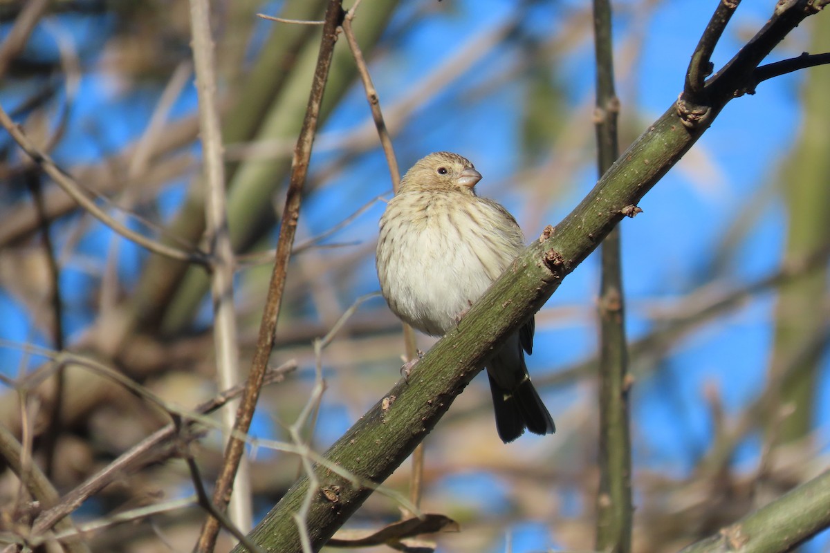 橙黃雀鵐 - ML639303040