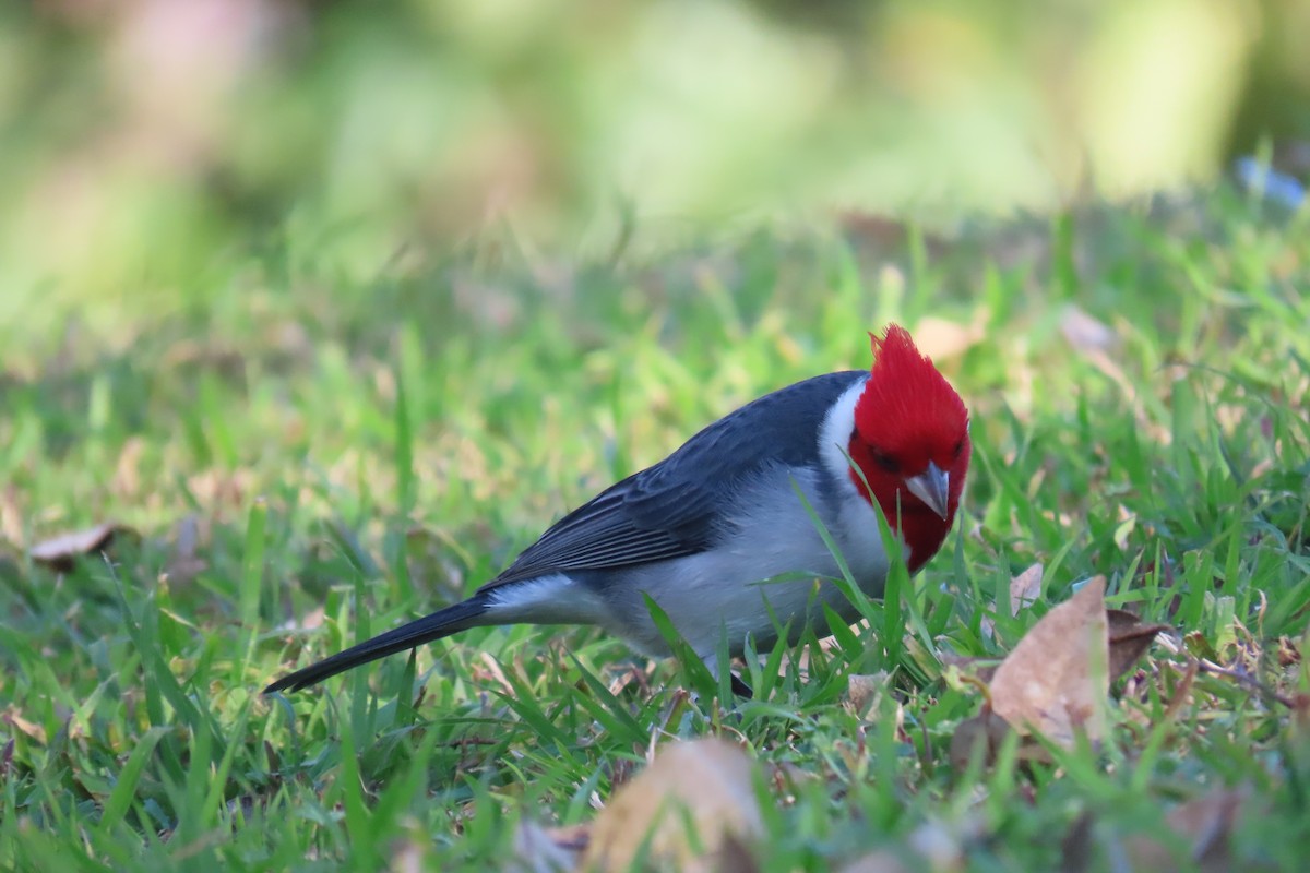 紅冠唐納雀 - ML639303045